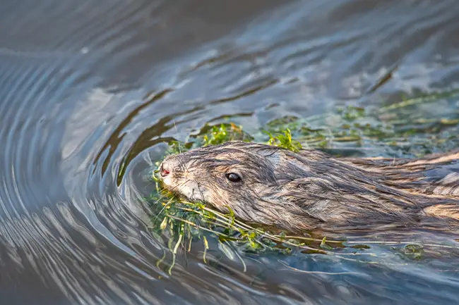 Muskrat headshot with aquatic plants in Lily Lake